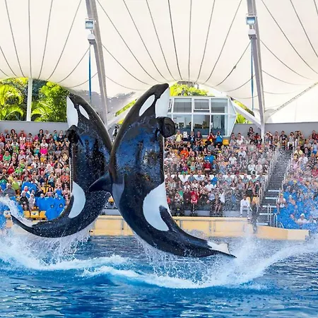 Terassas- Playa De Americas - Ténérife- Espagne Playa de las Americas (Tenerife)