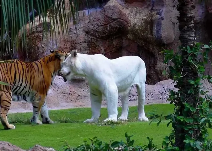 Terassas- Playa De Americas - Ténérife- Espagne Appartamento