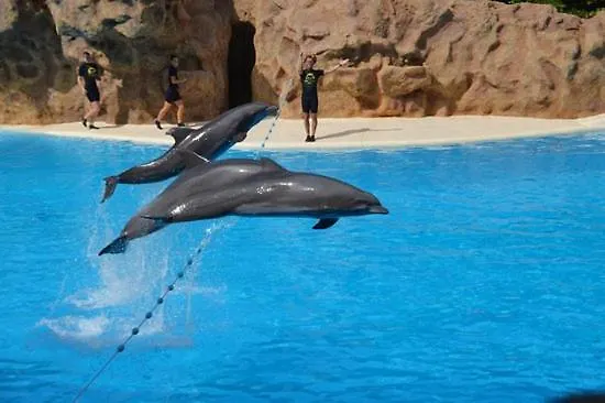 Terassas- Playa De Americas - Ténérife- Espagne