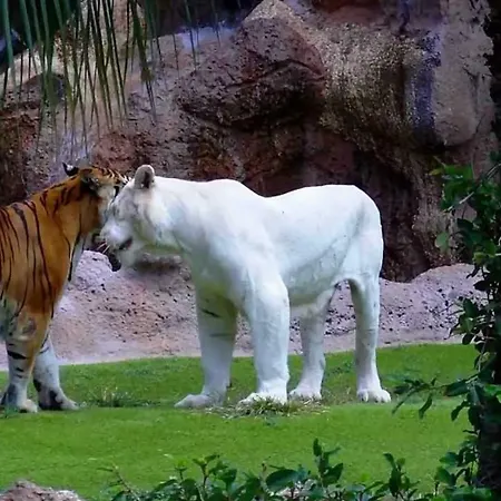 Terassas- Playa De Americas - Ténérife- Espagne Appartement