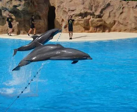 Terassas- Playa De Americas - Ténérife- Espagne